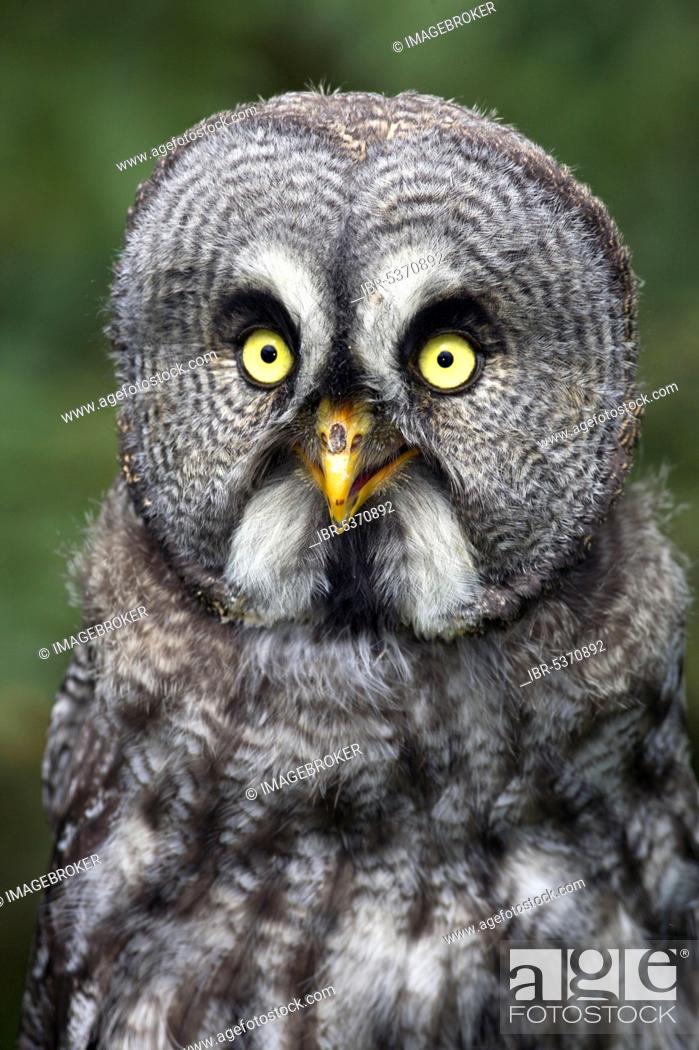 Photo de stock: Little Owl (Strix nebulosa).