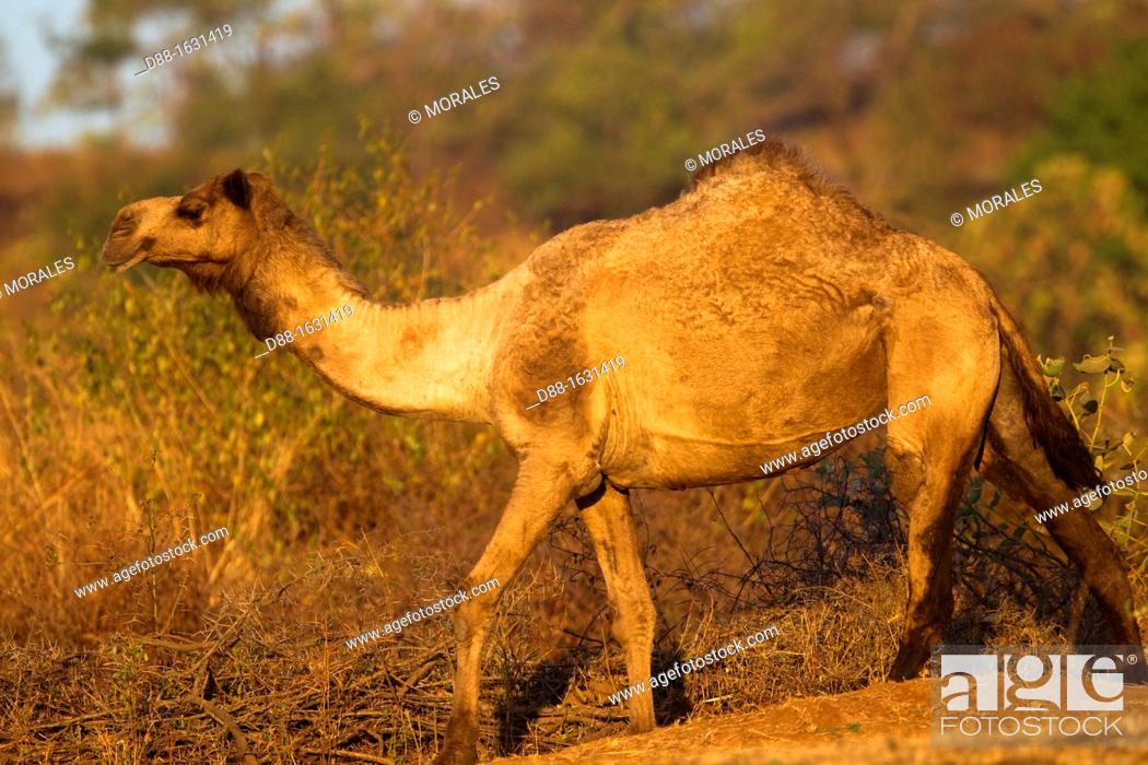 India , State of Gujarat , Town of Junâgadh , Gir National Park and  Wildlife Sanctuary, Stock Photo, Picture And Rights Managed Image. Pic.  D88-1631419 | agefotostock