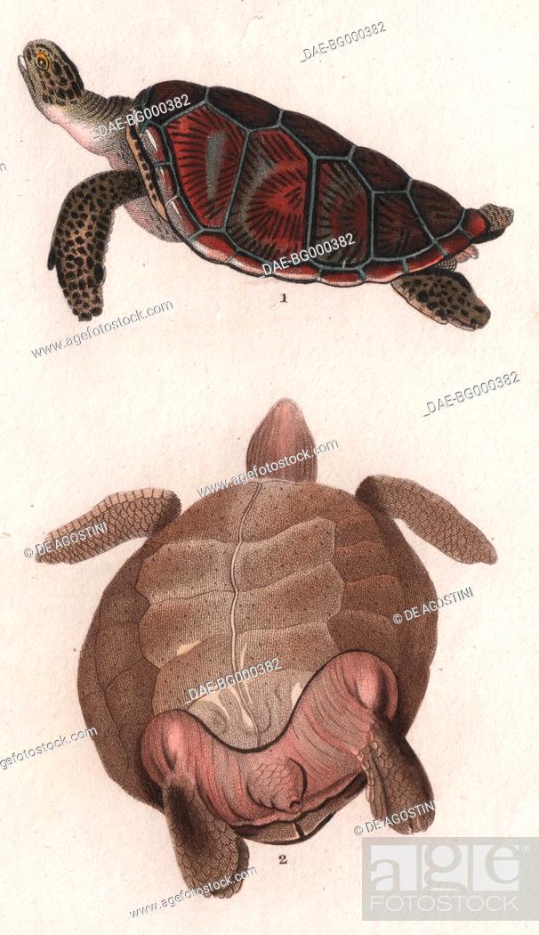 Stock Photo: 1 Green sea turtle (Chelonia mydas or C. rigata), 2 Lower part of the Green Turtle, colour copper engraving, retouched in watercolour, 9x15 cm.