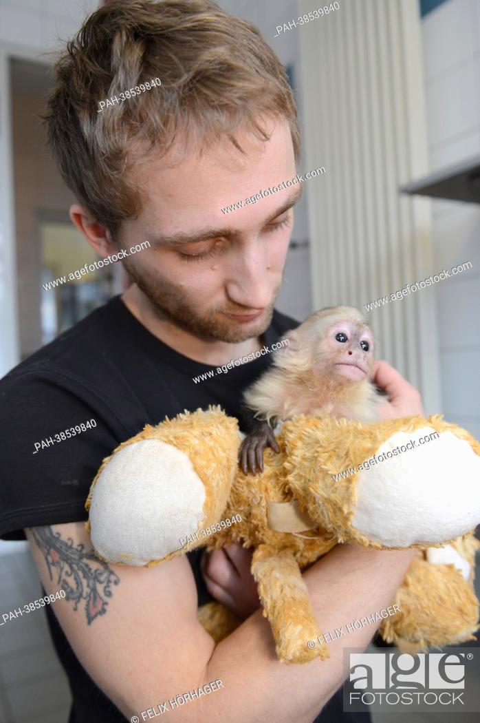 The monkey Mally of Canadian singer Justin Bieber sits on a stuffed toy in  the arms of keeper Konrad..., Stock Photo, Picture And Rights Managed  Image. Pic. PAH-38539840 | agefotostock