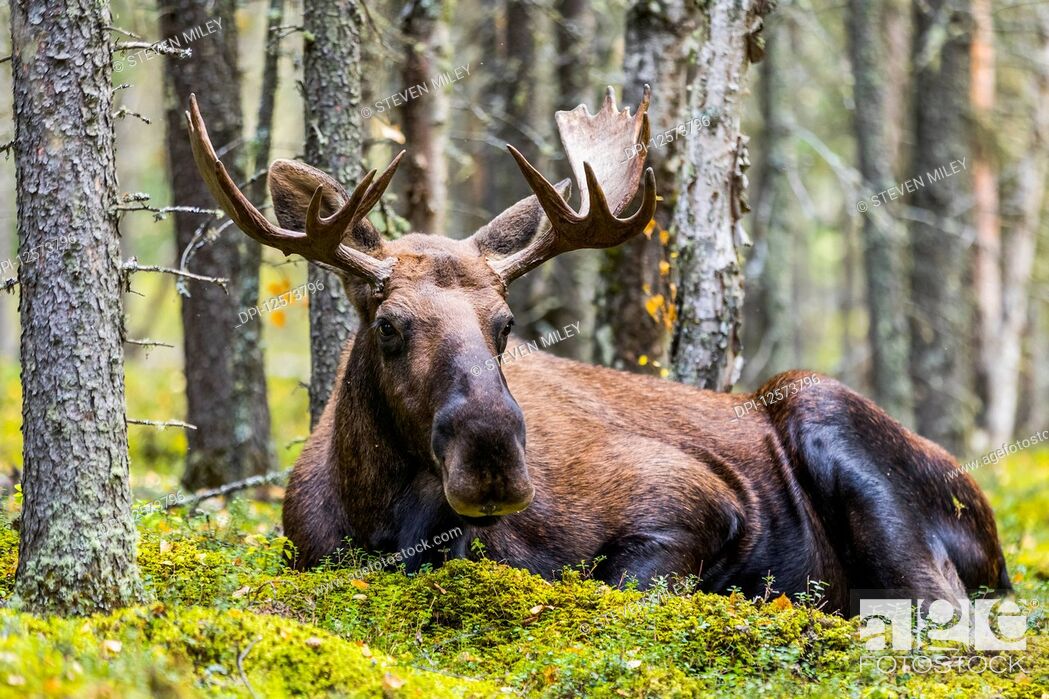 Stock Photo: A bull moose (Alces alces) resting in a forest on Fort Greely; Alaska, United States of America.