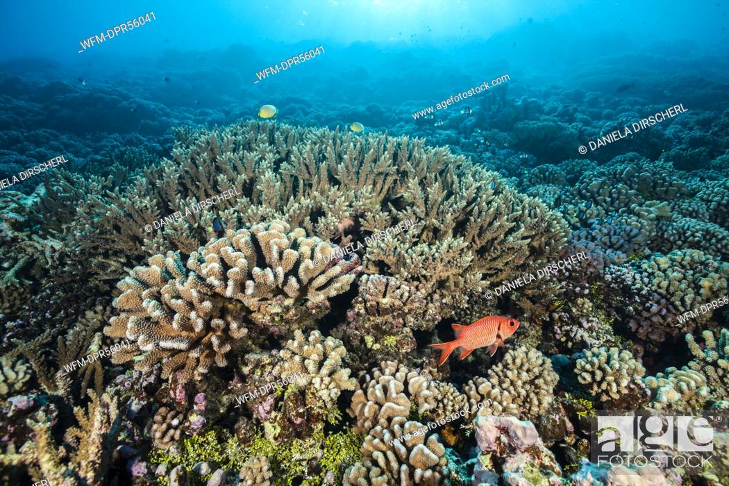Stock Photo: No People, Sea, Horizontal, Nature, Group, Fish, Marine, Submerged, Underwater, Polynesia, South Pacific, Stone, Wildlife, Red, Ocean, French Polynesia, Tuamotu Archipelago, Pass, Reef, Pacific Ocean, Atoll, Coral, Geography, Archipelago, Coral Reef, Myripristis, Soldierfish, Fakarava, Hard Coral, Sea Life
