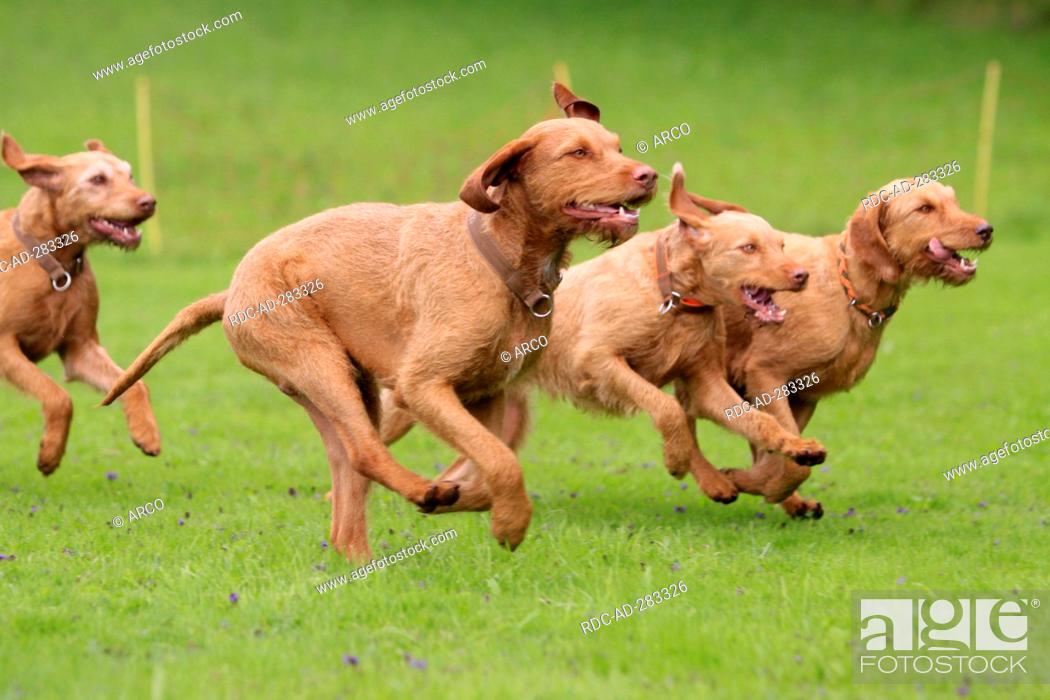 Photo de stock: Hungarian Wire-haired Pointing Dogs / Magyar Vizsla.