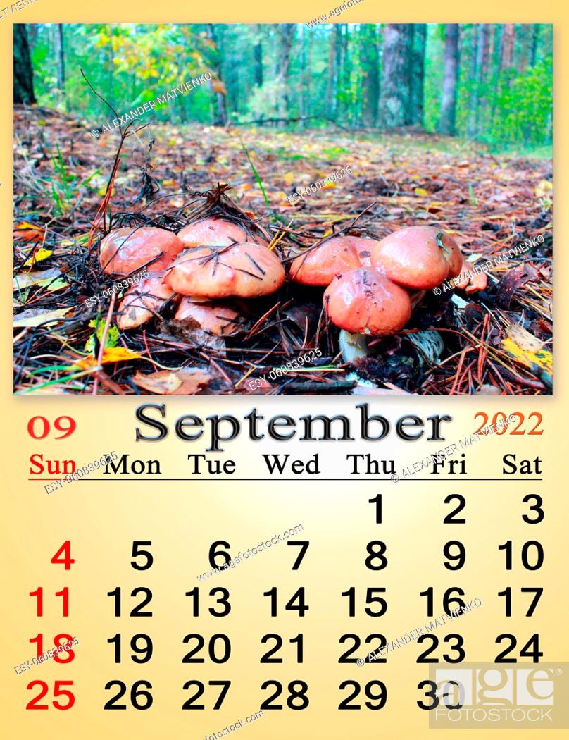 Photo de stock: calendar for september 2022 with image of with ripe red apples on the branch of tree. Monthly calendar. calendar for september 2022 with image of mushroom.