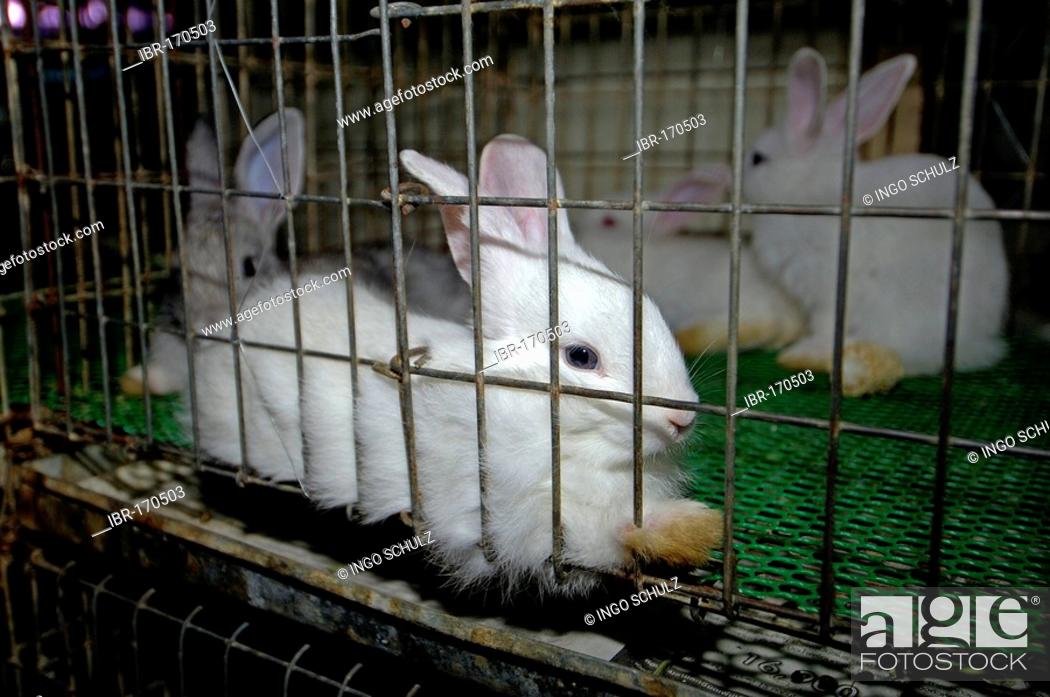 Rabbits for sale on chatuchak market in bangkok, thailand, Stock Photo,  Picture And Rights Managed Image. Pic. IBR-170503 | agefotostock