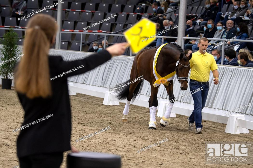 Stock Photo: 24 October 2020, Lower Saxony, Verden: A premium stallion (by Benicio - Scuderia) will be sold at the auction of the stallion licensing.