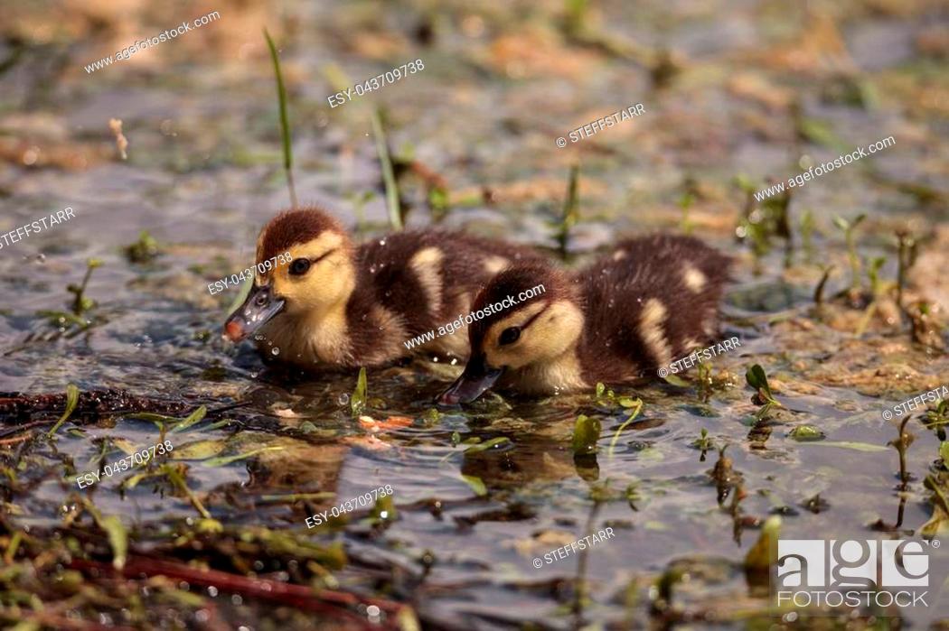 Stock Photo: Little brown Baby Muscovy ducklings Cairina moschata flock together in a pond in Naples, Florida in summer.