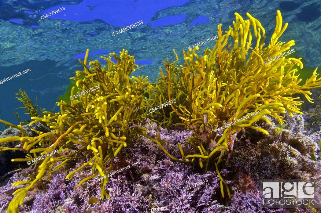 Stock Photo: Brown seaweed. Thongweed (Himanthalia elongata) over Red Seaweed (Corallina elongata). Eastern Atlantic. Galicia. Spain. Europe.