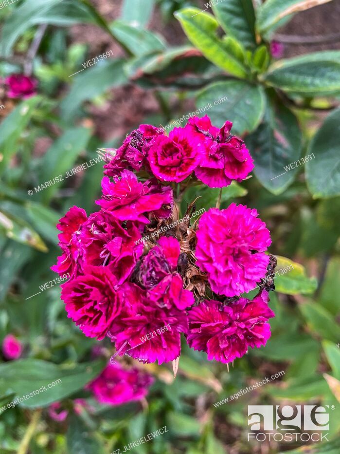 Imagen: Sweet William (Dianthus barbatus) is a species of Dianthus native to southern Europe and parts of Asia which has become a popular ornamental garden plant.
