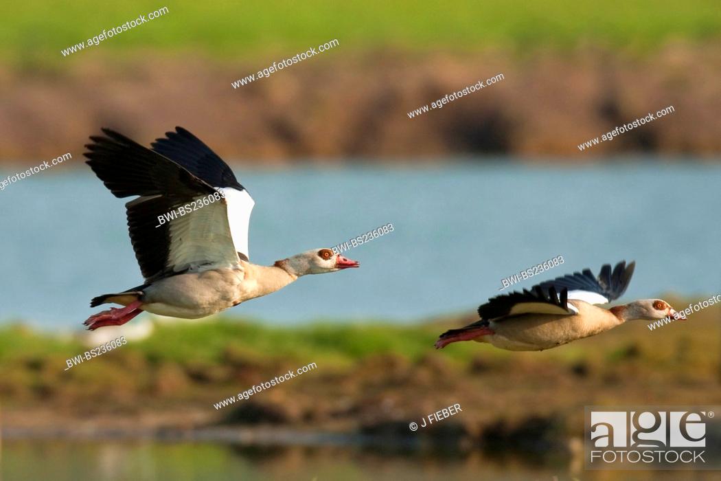 Stock Photo: Egyptian goose Alopochen aegyptiacus, two individuals flying, Netherlands, Texel.