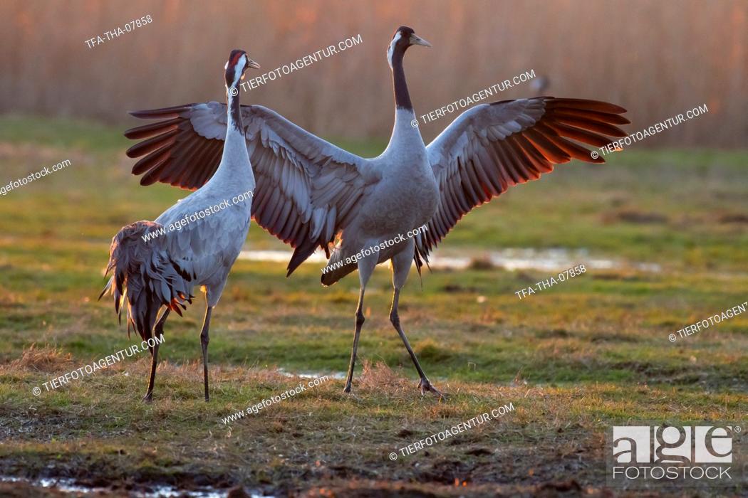Stock Photo: common cranes.