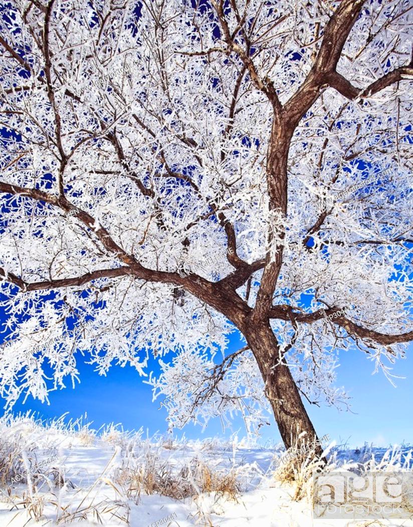 Stock Photo: Hoar frost covered tree on a clear winter morning. Winnipeg, Manitoba, Canada.