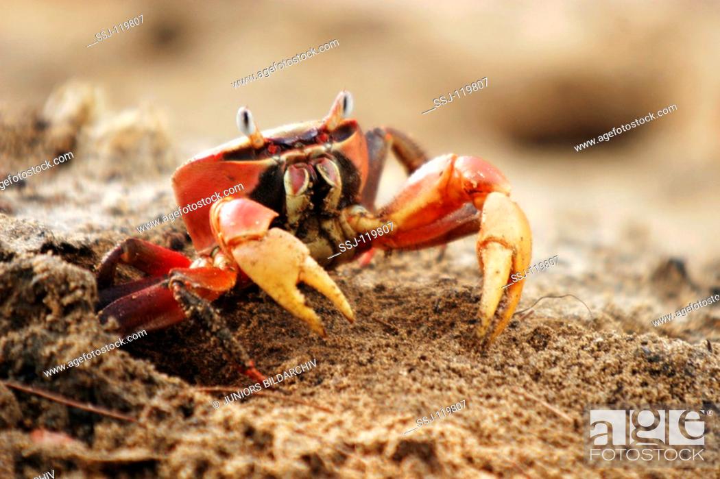 Gå en tur Afhængig partner red claw crab / sesarma bidens, Stock Photo, Picture And Rights Managed  Image. Pic. SSJ-119807 | agefotostock