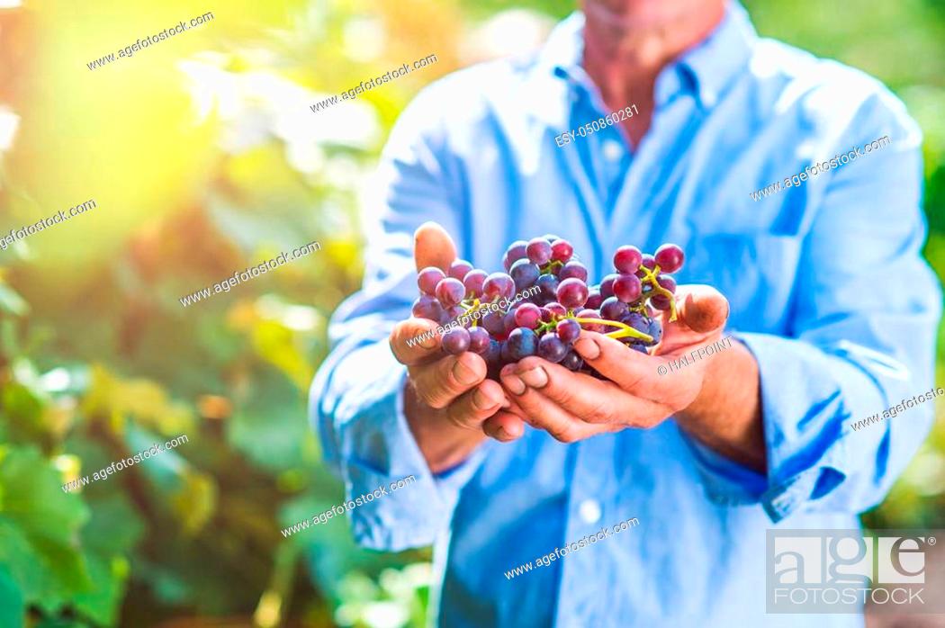 Imagen: Unrecognizable senior man in blue shirt holding bunch of ripe pink grapes in his hands.