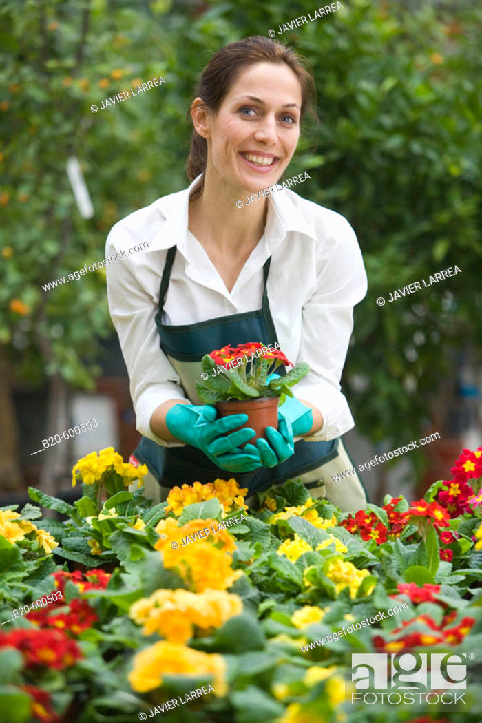 Stock Photo: Gardener. Flowerpots with pansies, Garden, Tree nursery. Gipuzkoa, Euskadi. Spain.