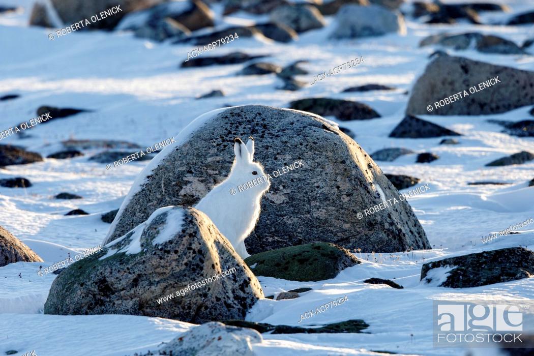 Stock Photo: Arctic hare (Lepus arcticus), in winter pelage, Cape Churchill, Wapusk National Park, Manitoba.