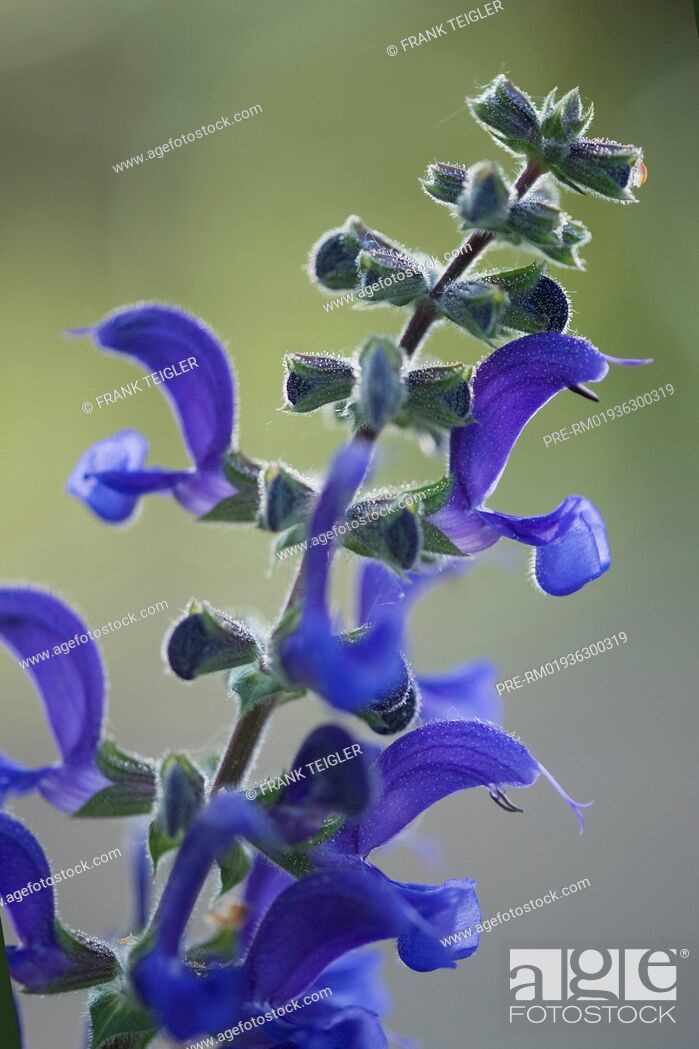 Stock Photo: Meadow clary, Salvia pratensis / Wiesesalbei, Salvia pratensis.