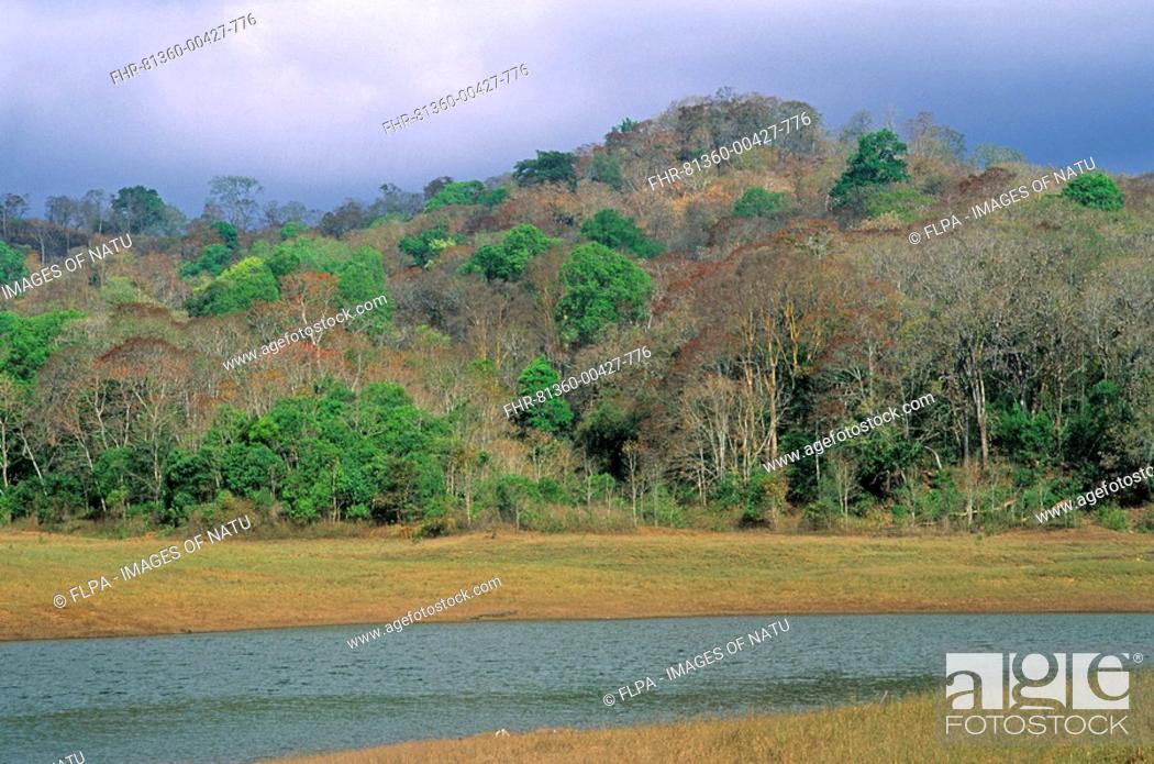 Stock Photo: Forested hill at waters edge, Thekkady Mountains, Kerala, Southern India.