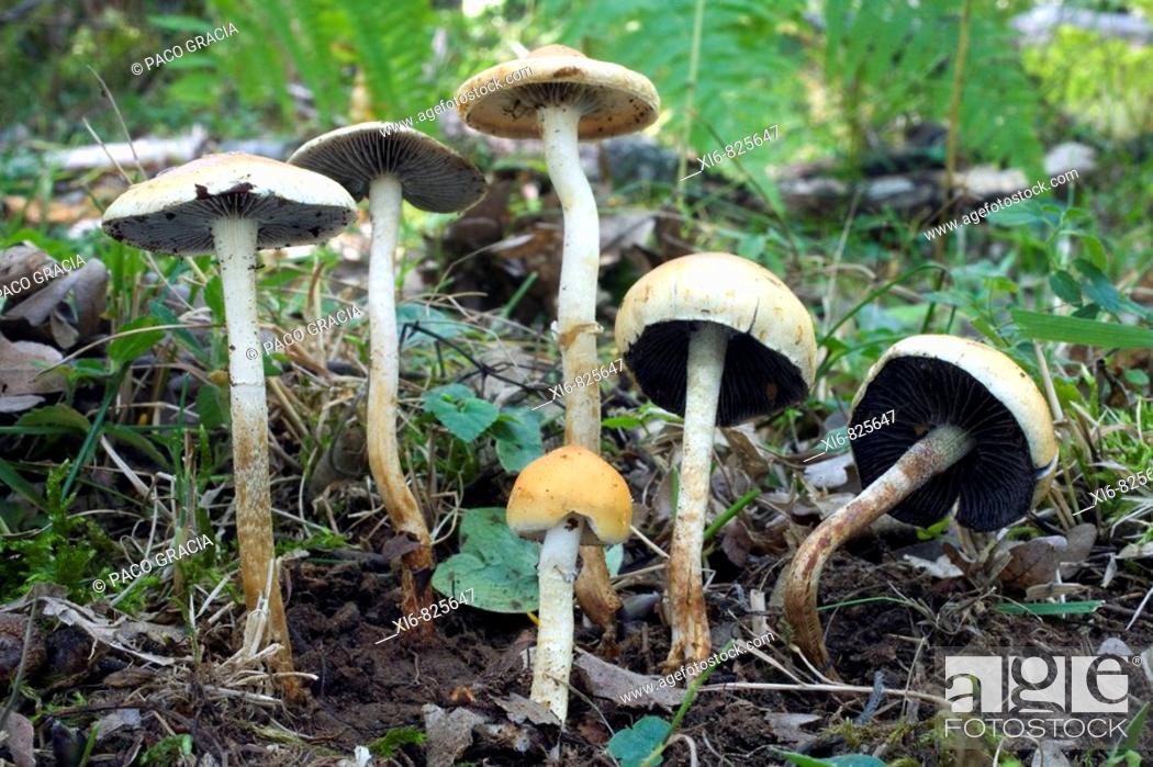Stock Photo: Mushrooms (Stropharia squamosa) in oakwood. Riaza, Segovia, Spain.