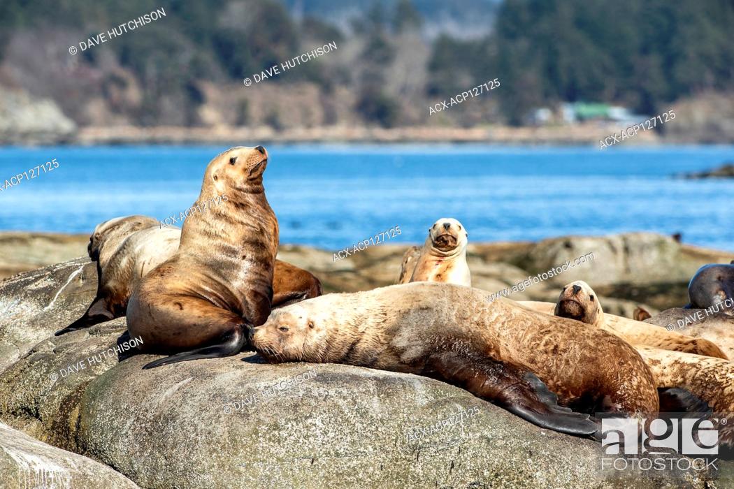 Stock Photo: Stellar Sea Lion (Eumetopias jubatus), Hornby Island, Vancouver Island, BC, Canada.