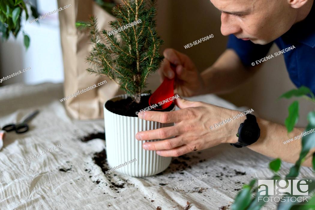Stock Photo: Man transplanting Christmas tree at home.