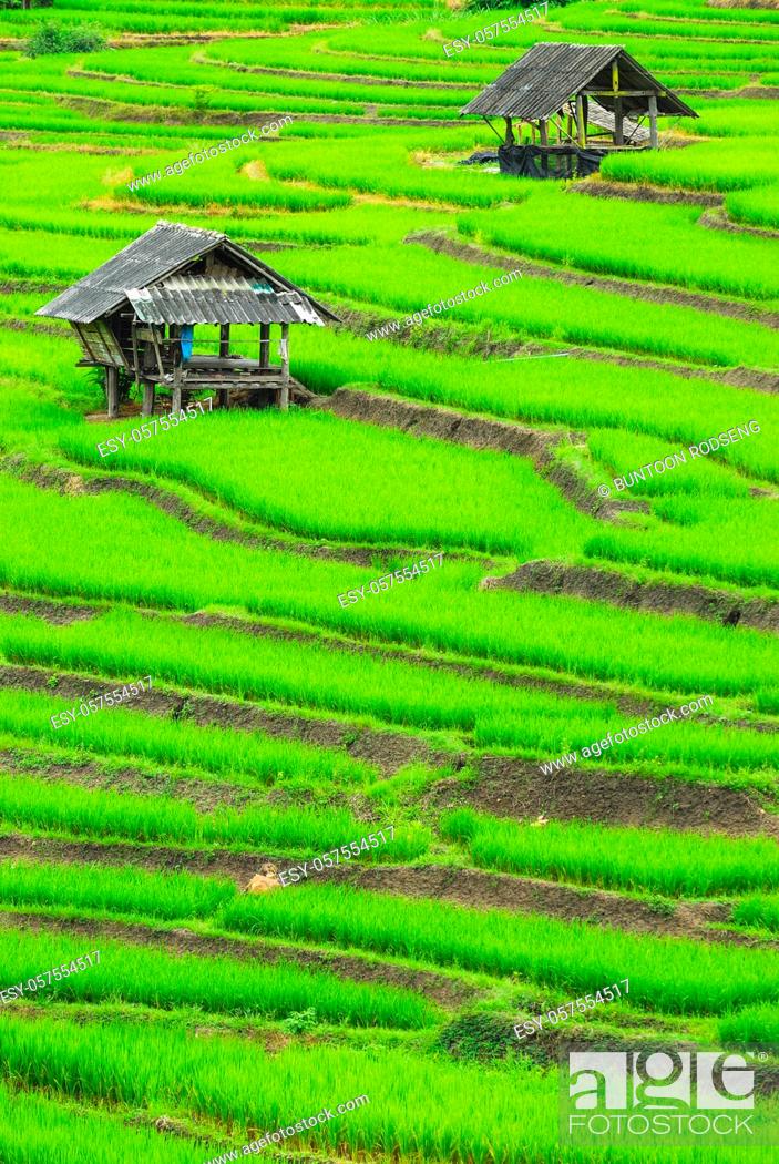 Stock Photo: Terrace rice fields in Mae Chaem District Chiang Mai, Thailand.