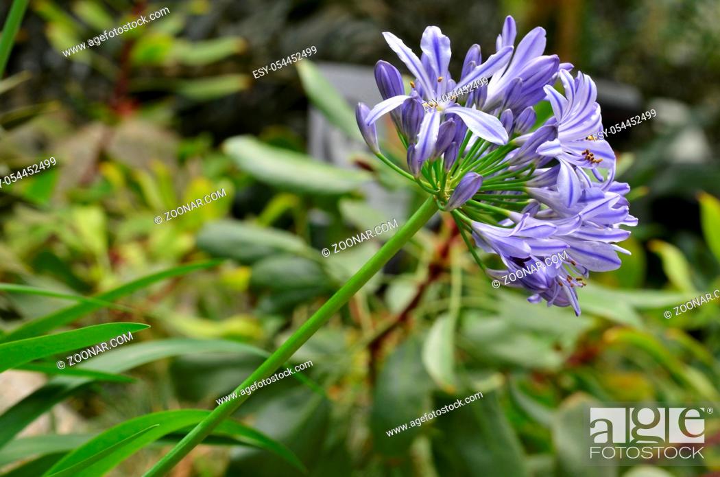Stock Photo: Blue and white blooming flowers of the Agapanthus in a border in the garden.