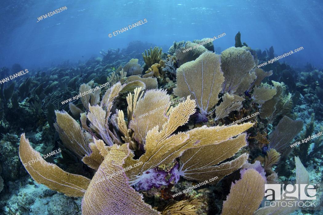 Stock Photo: Caribbean Coral Reef with Venus Sea Fan, Gorgonia ventalina, Turneffe Atoll, Caribbean, Belize.