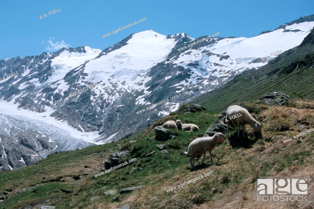 Stock Photo: sheeps in front of Mount Schalfkogel, Oetztal Alps, Austria, Tyrol.