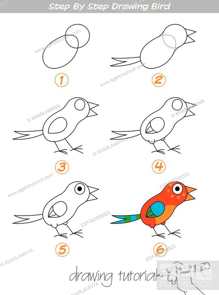 Drawing tutorial. Step by step drawing Bird. Easy to drawing Bird for  Children, Stock Vector, Vector And Low Budget Royalty Free Image. Pic.  ESY-040938522 | agefotostock