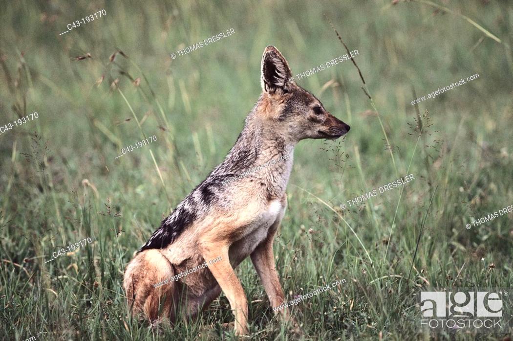 Stock Photo: Black-backed Jackal (Canis mesomelas). Masai Mara National Reserve. Kenya.