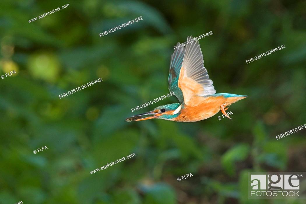 Photo de stock: Common Kingfisher Alcedo atthis adult female, in flight, with Three-spined Stickleback Gasterosteus aculeatus prey in beak, Suffolk, England, may.