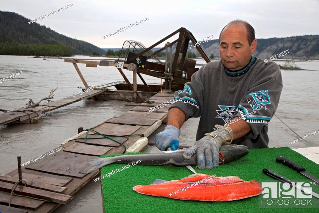 Stock Photo: Mike Winter fillets a red salmon caught at his fish wheel on the Copper River; use of fish wheels in Alaska is restricted to subsistence fishing, Chitina.