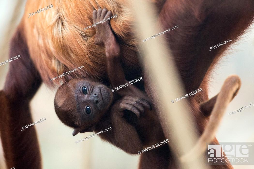 Stock Photo: Baby howler monkey Feliza clings to its mother Tasyra at the zoo in Cologne, Germany, 07 January 2016. The female monkey was born on 26 December 2015.