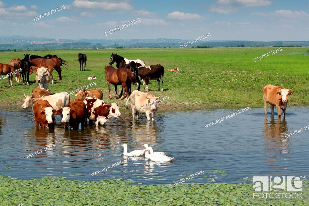 Stock Photo: cows horses and geese.