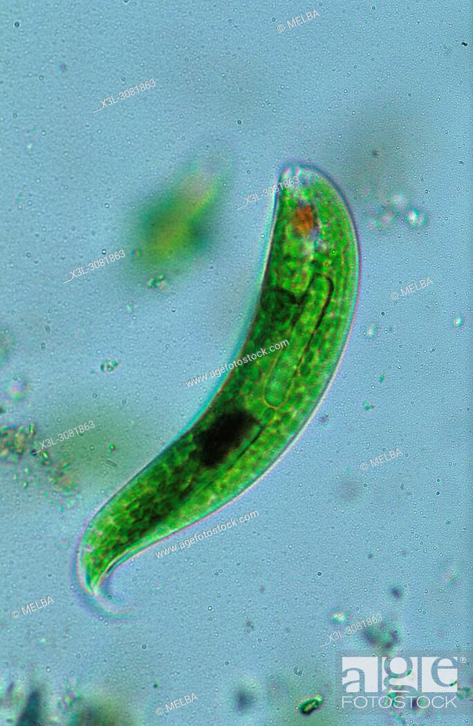 Stock Photo: Euglena sp. Seaweed. Algae. Flagellate. Sarcomastigophora. Protozoan. Optic microscopy.