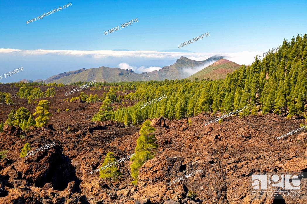 Stock Photo: Canarian pine forest at the volcano Chinyero and view towards La Palma, Parque Nacional del Teide, Natural Heritage of the World, Tenerife, Canary Islands.