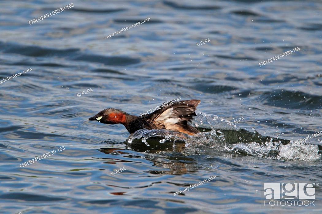 Stock Photo: Little Grebe Tachybaptus ruficollis adult, summer plumage, chasing rival in territorial dispute, running across water on flooded former gravel pit.