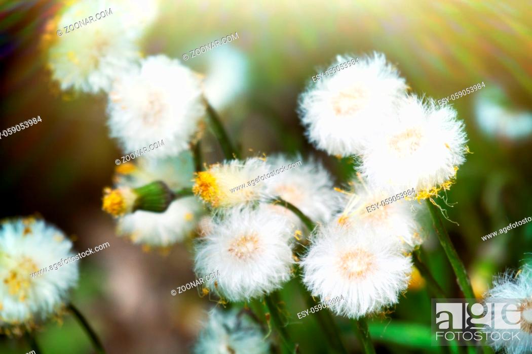 Stock Photo: Mid-spring. The Coltsfoot (Tussilago) have bloomed and are beginning to bear seeds. Formation of fluffy bats.