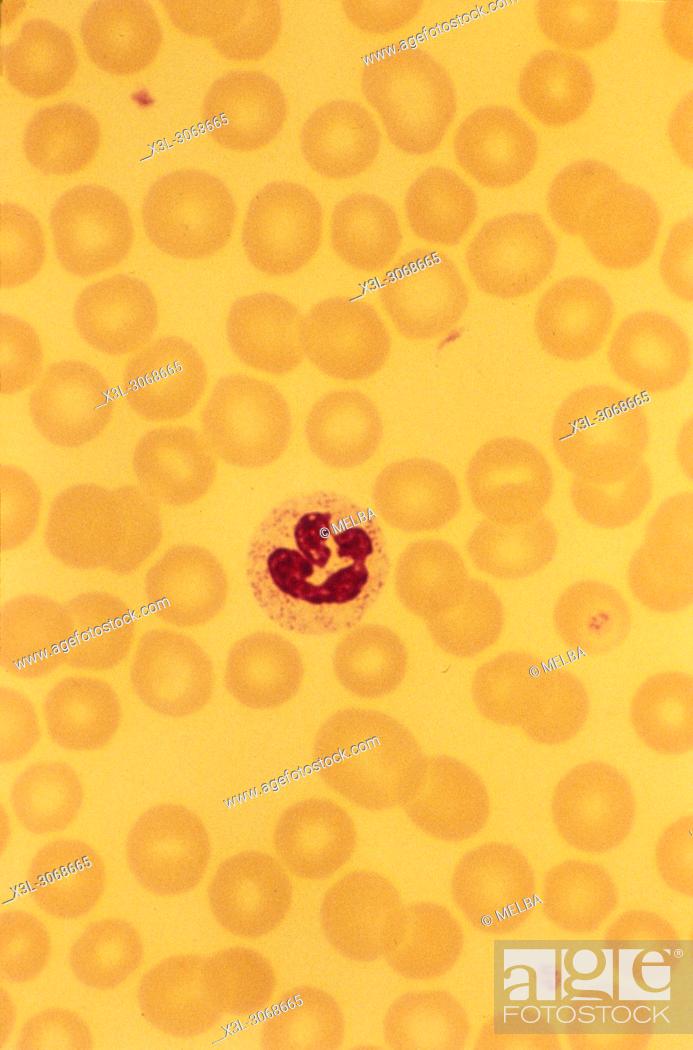 Stock Photo: Neutrophilus. Phagocyte. White globule.
