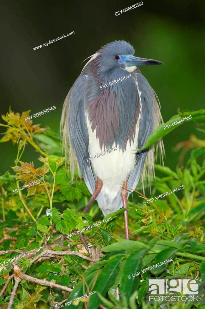 Stock Photo: Tricolor Heron, Egretta tricolor.