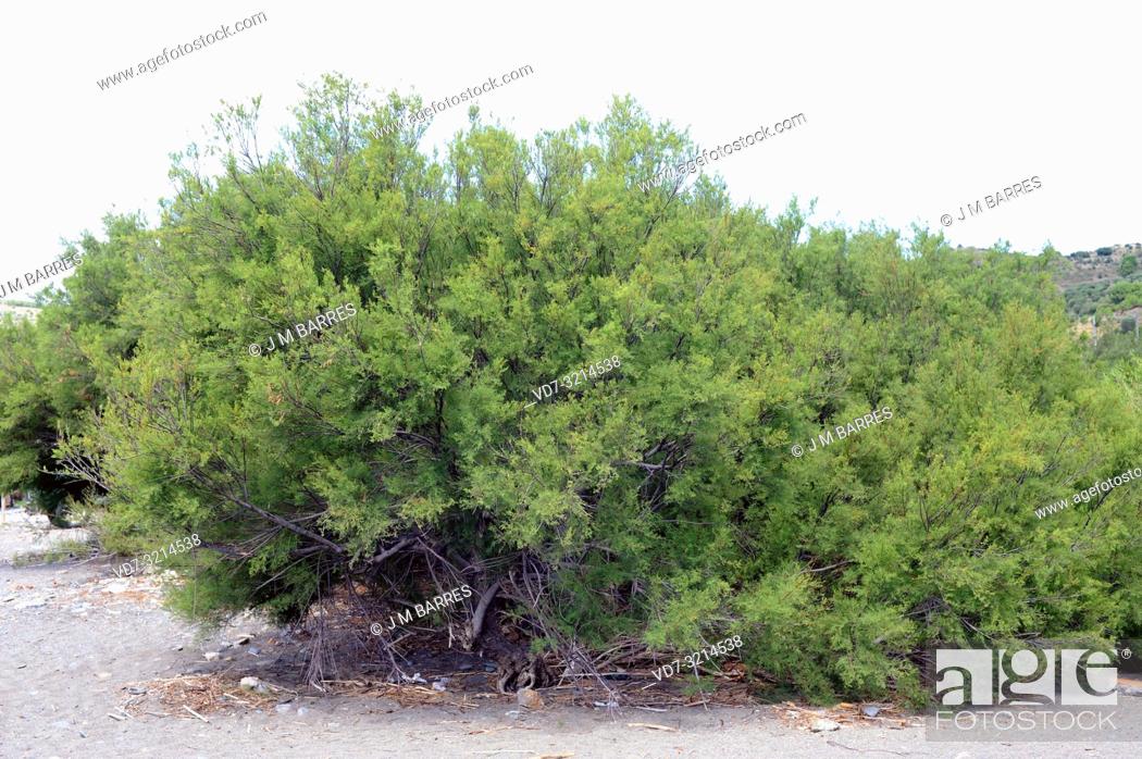 Stock Photo: French tamarisk (Tamarix gallica) is a deciduous shrub or small tree native to western Asia and common in Mediterranean Basin coasts.