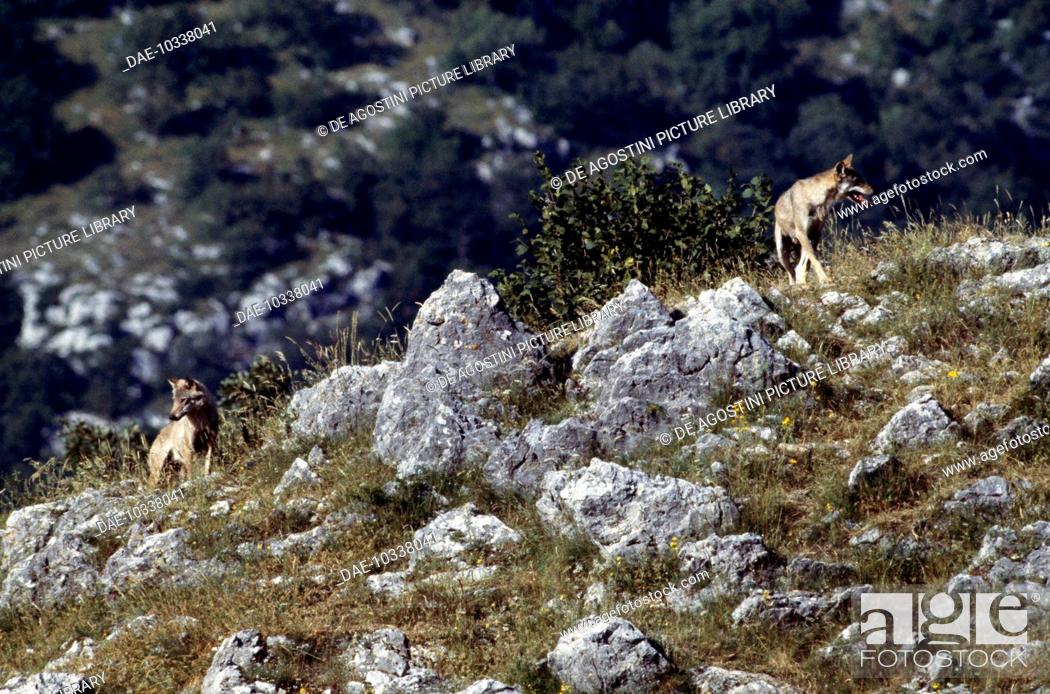Italian Wolf (Canis lupus italicus), Abruzzo, Lazio and Molise National  Park, Italy, Stock Photo, Picture And Rights Managed Image. Pic.  DAE-10338041 | agefotostock