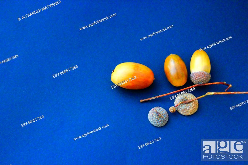 Photo de stock: Acorns with caps on the blue decorative background.