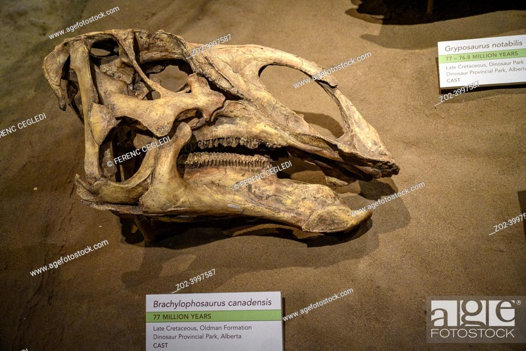 Photo de stock: The Royal Tyrrell Museum of Palaeontology is Canadaâ. . s only museum dedicated exclusively to the study of prehistoric life.