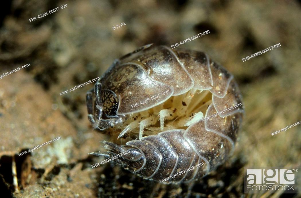 Stock Photo: Woodlouse Oniscus asellus Close-up - Rolled up.