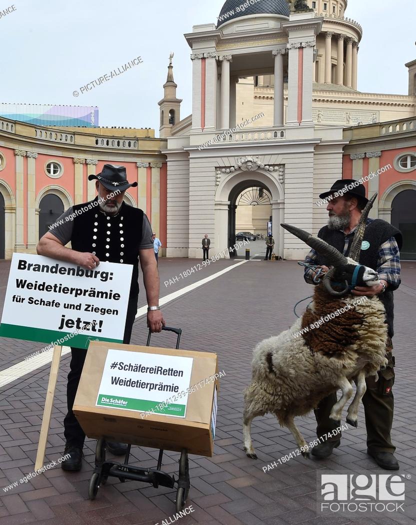 Stock Photo: 12 April 2018, Germany, Potsdam: Shepherds with a ram protest outside the Brandenburg Landtag state parliament. The shepherds are calling for the introduction.