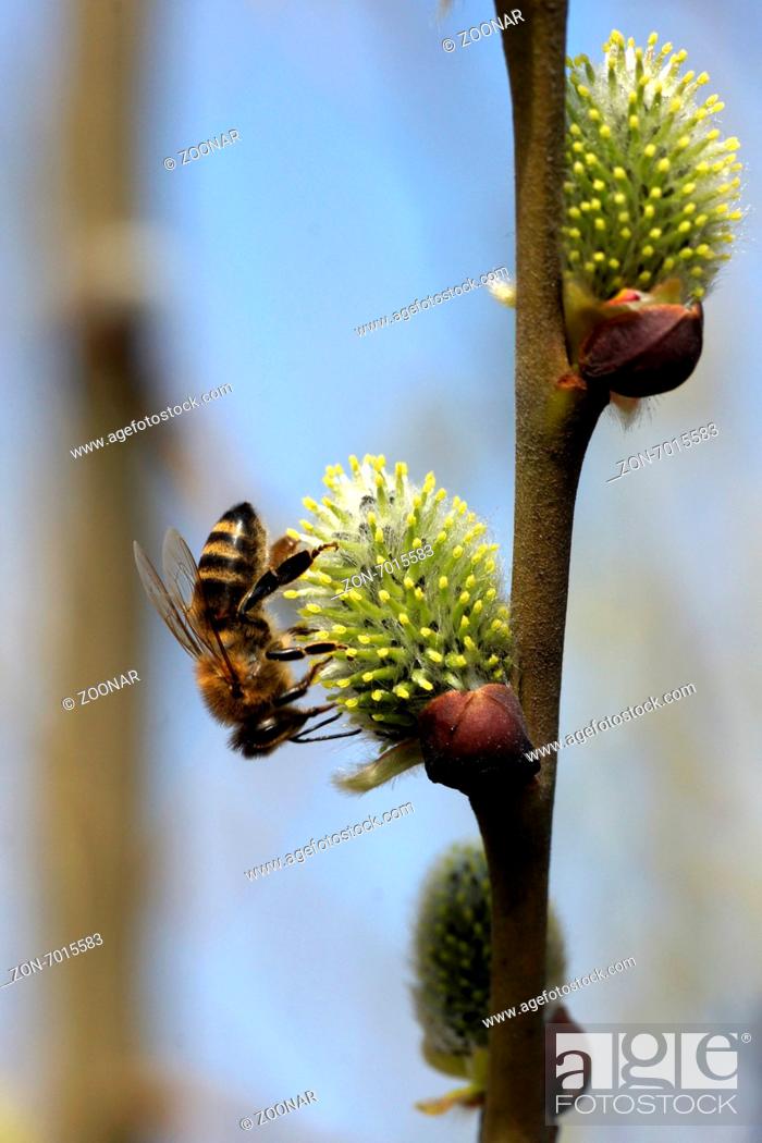 Stock Photo: Goat willow, female flowers with bee.