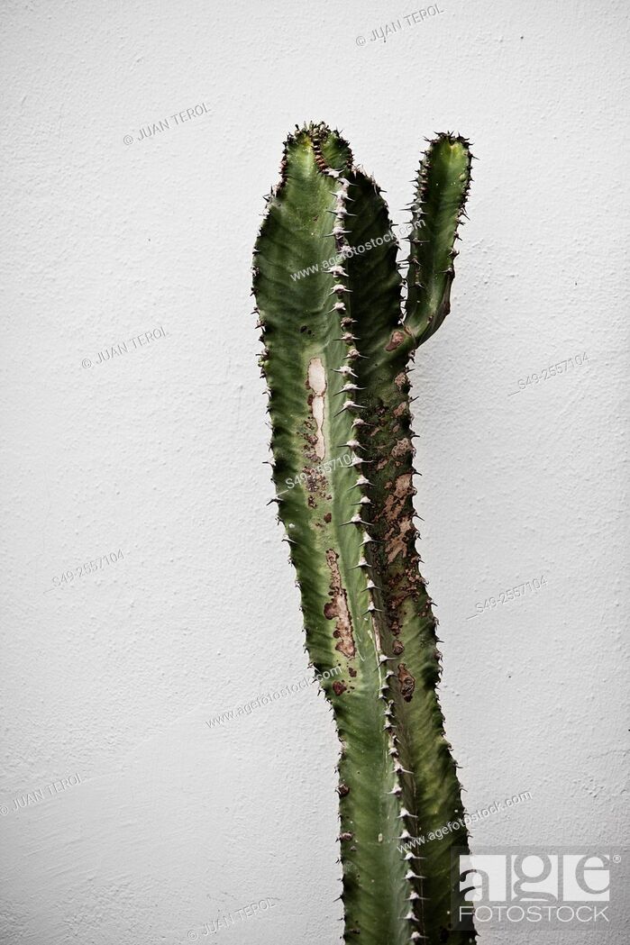 Stock Photo: Cactus plant.