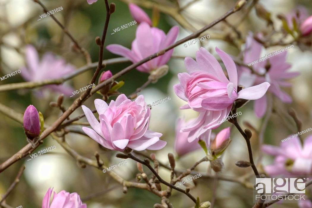 Stock Photo: SCHWEIZ, SAN NAZARRO, 27.03.2014, Rosa Stern-Magnolie (Magnolia stellata 'Rosea') - 27/03/2014.